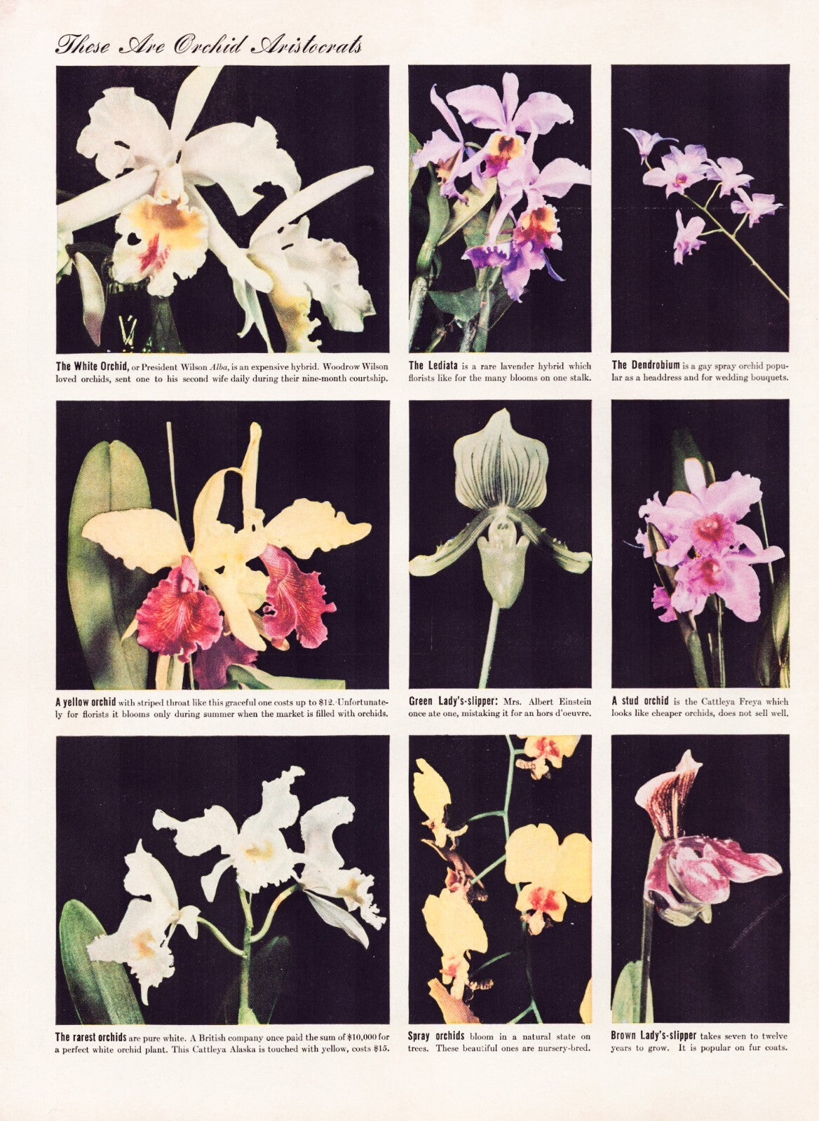Orchid Flowers 1938 Varietal Chart Print Ad Full Page 10.5 x 13.5
