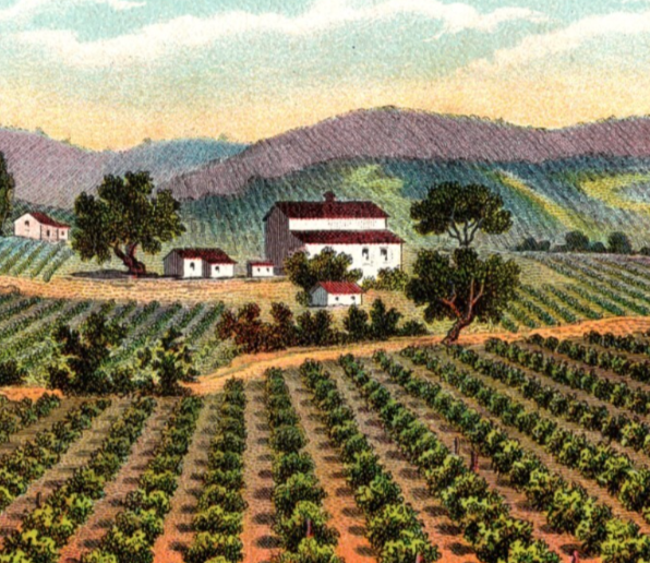 Napa California Giersberg Wine Gier Vineyard 1910s Postcard Unposted Divided