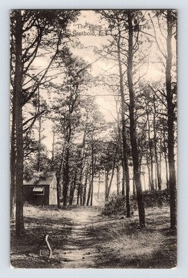 Southold Long Island New York Pines forest path postcard 1910s