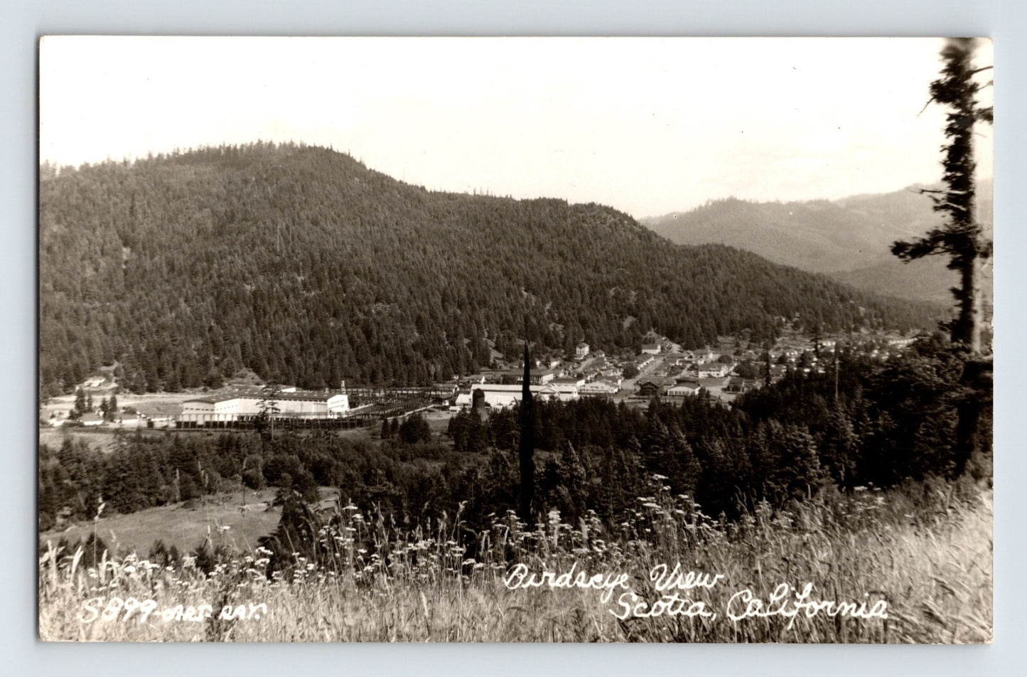 Scotia California Downtown Aerial View 1950s RPPC Postcard Unposted