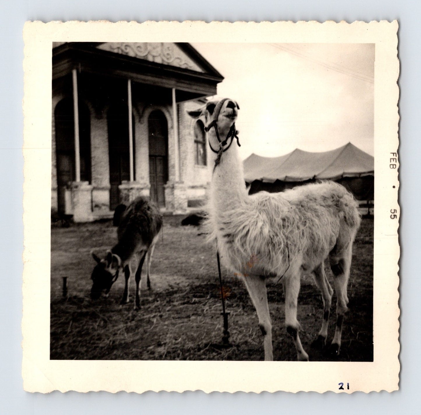 King Bros Circus llama deer beside domed circus arena building February 1955 photo