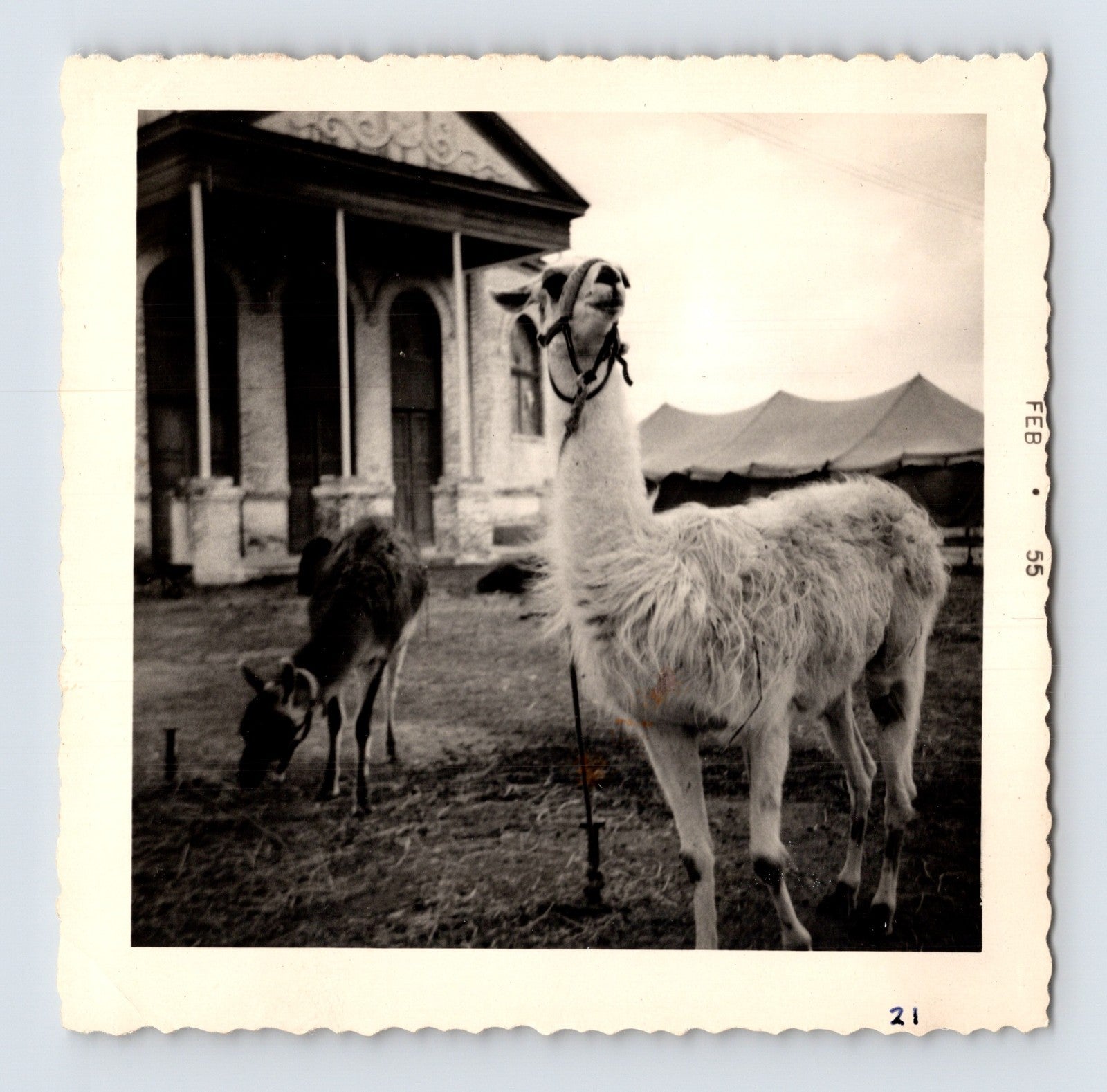 King Bros Circus llama deer beside domed circus arena building February 1955 photo