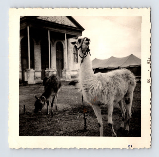 King Bros Circus llama deer beside domed circus arena building February 1955 photo