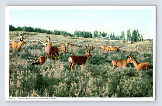 Yellowstone Wyoming wild deer herd 1910s postcard with elk in grassy meadow landscape