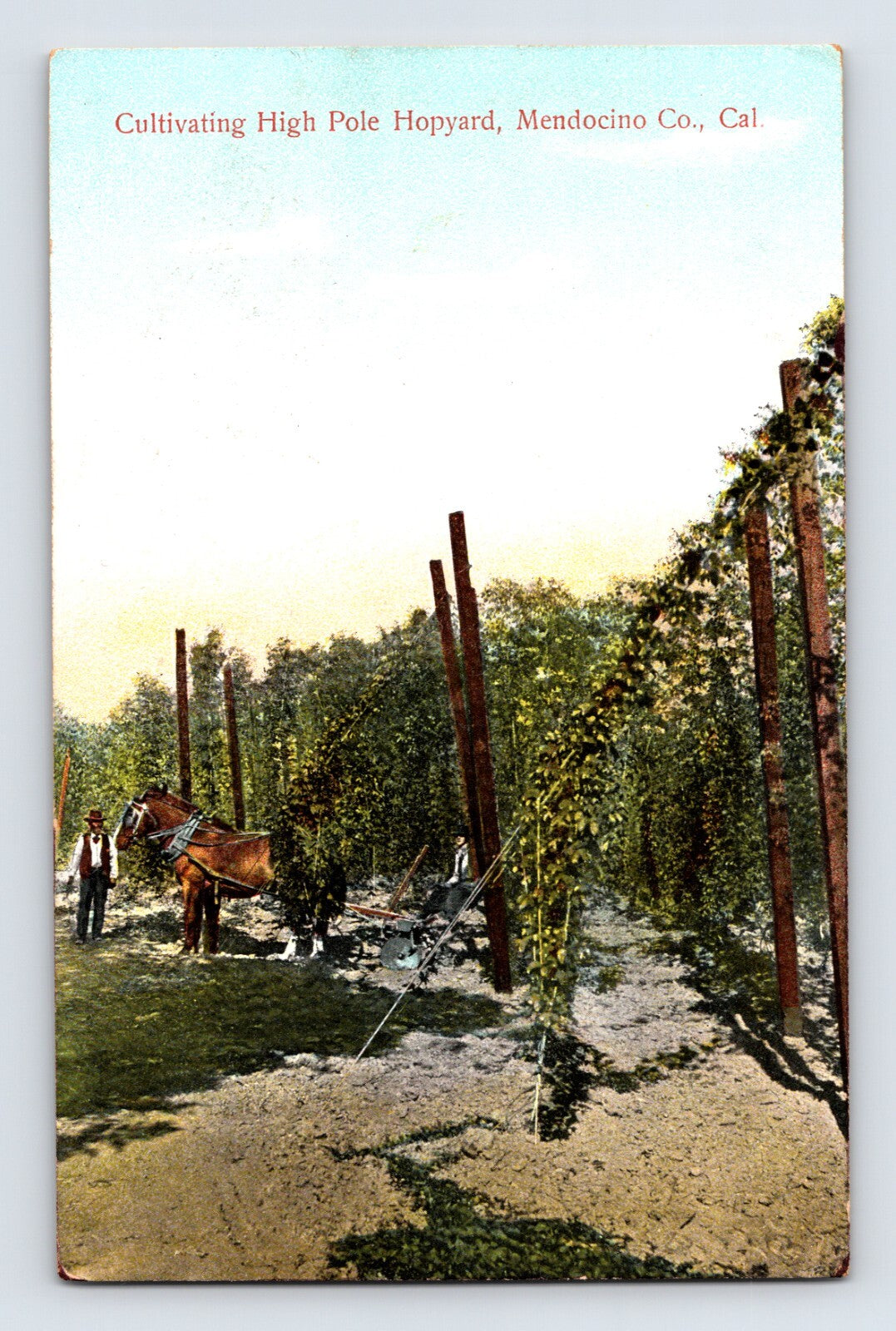 Hand-colored postcard showing high pole hop yard cultivation in Mendocino County, California, with rows of tall trellis poles, hop vines, horse, and farm workers; divided back with handwritten message.