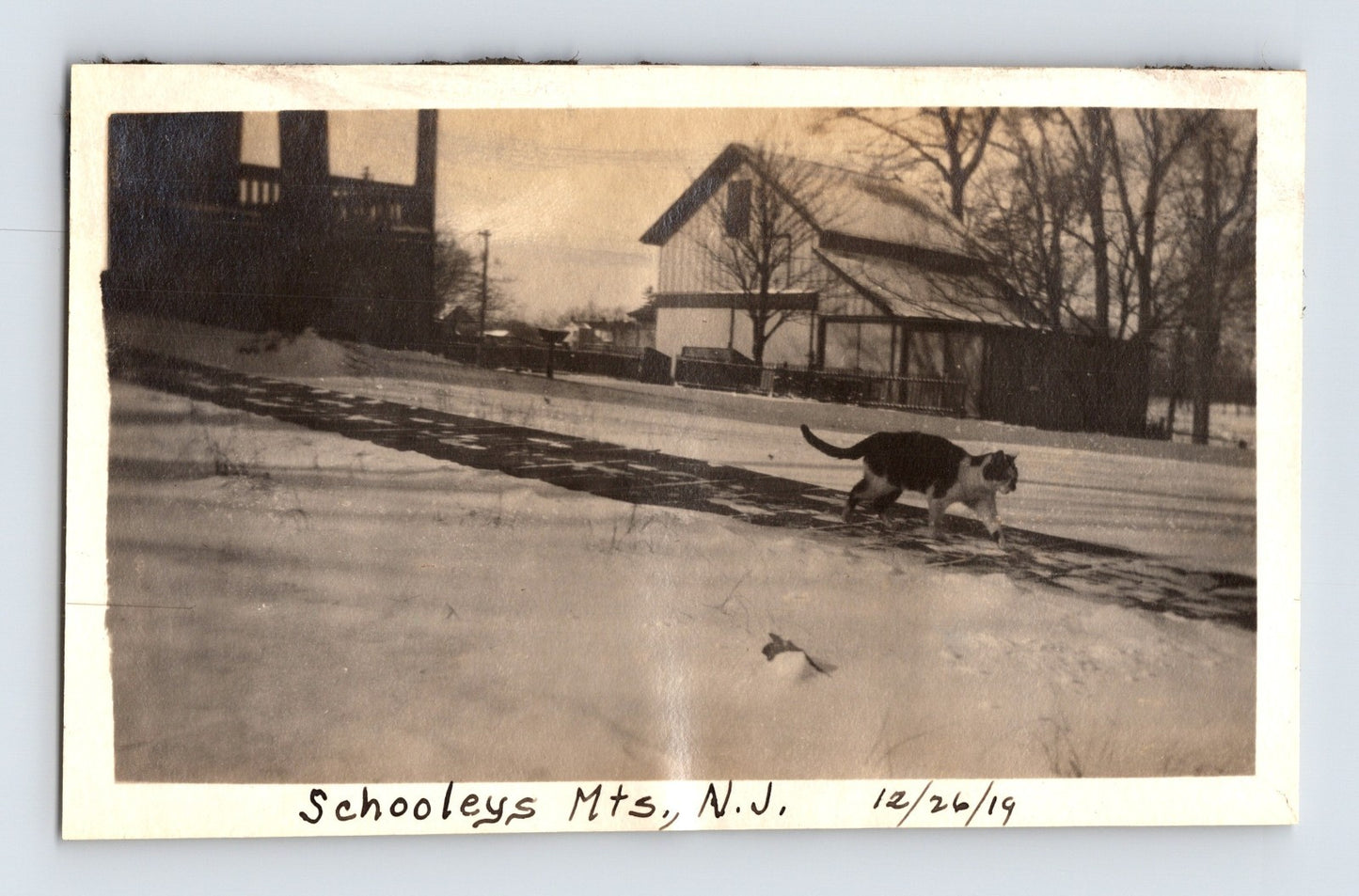 Schooleys Mountain New Jersey Winter Street Barn Cat 1919 Photo - 2.75 x 4.25