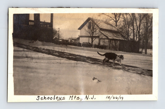 Schooleys Mountain New Jersey Winter Street Barn Cat 1919 Photo - 2.75 x 4.25