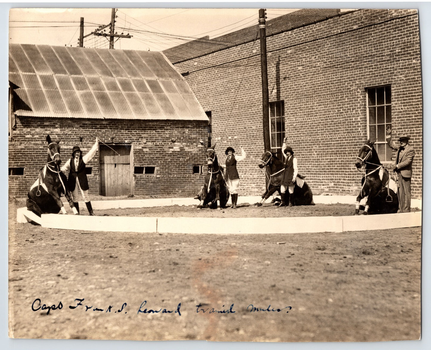 Leonard Trained Mules 1940s Circus Photo Performers 8 x 10