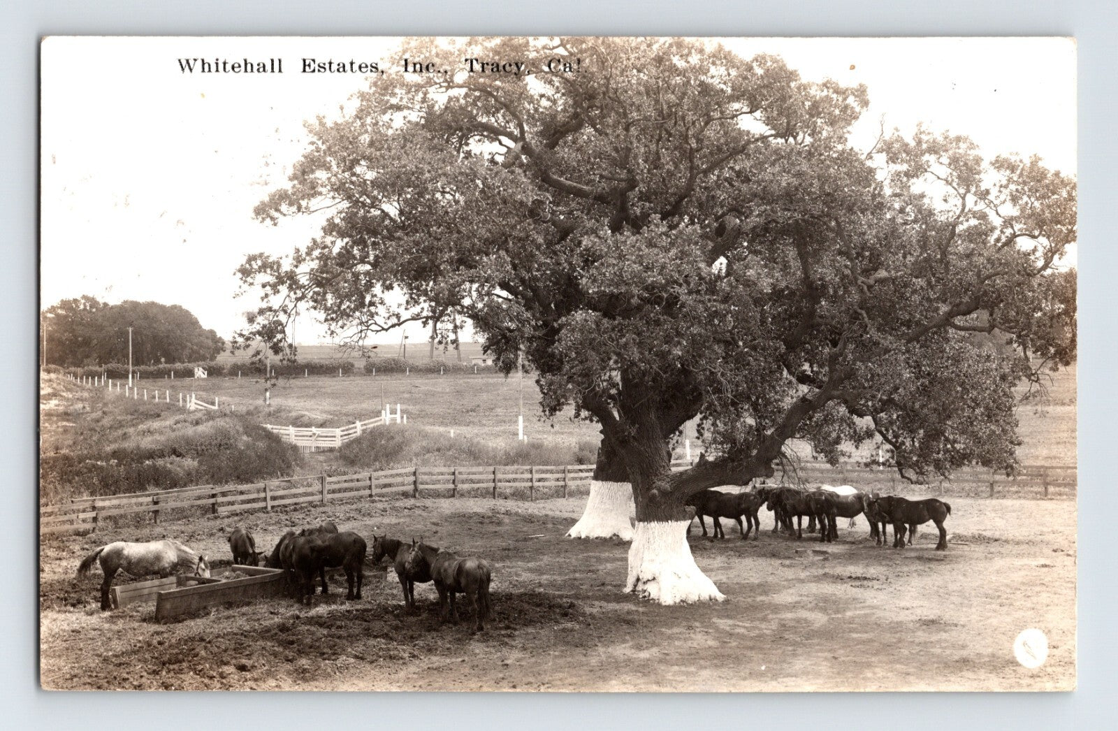 Whitehall Estates Tracy California 1915 real photo postcard cattle horses beneath large oak tree