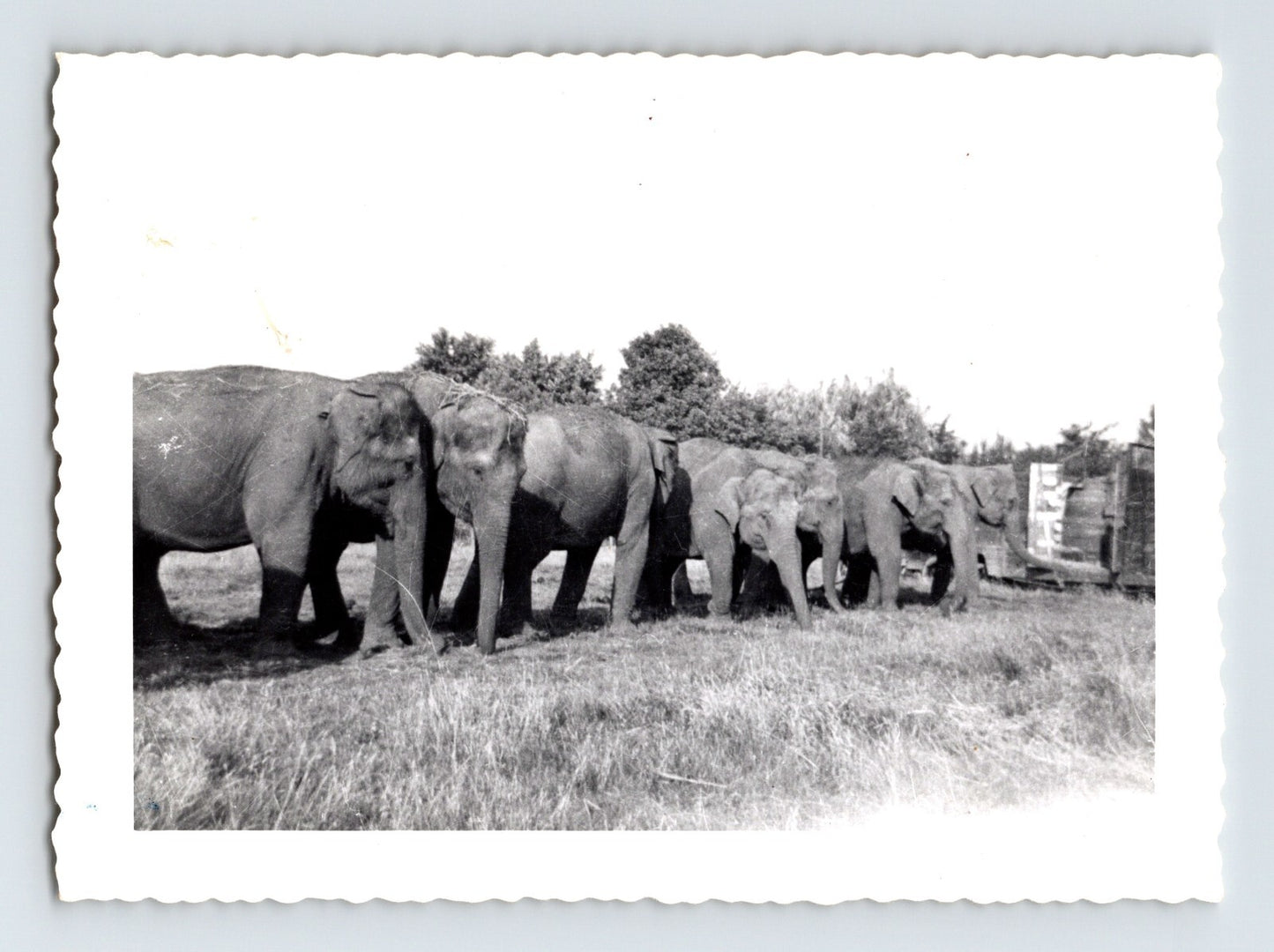 Kelly Miller Circus elephant herd lineup 1953 circus photo
