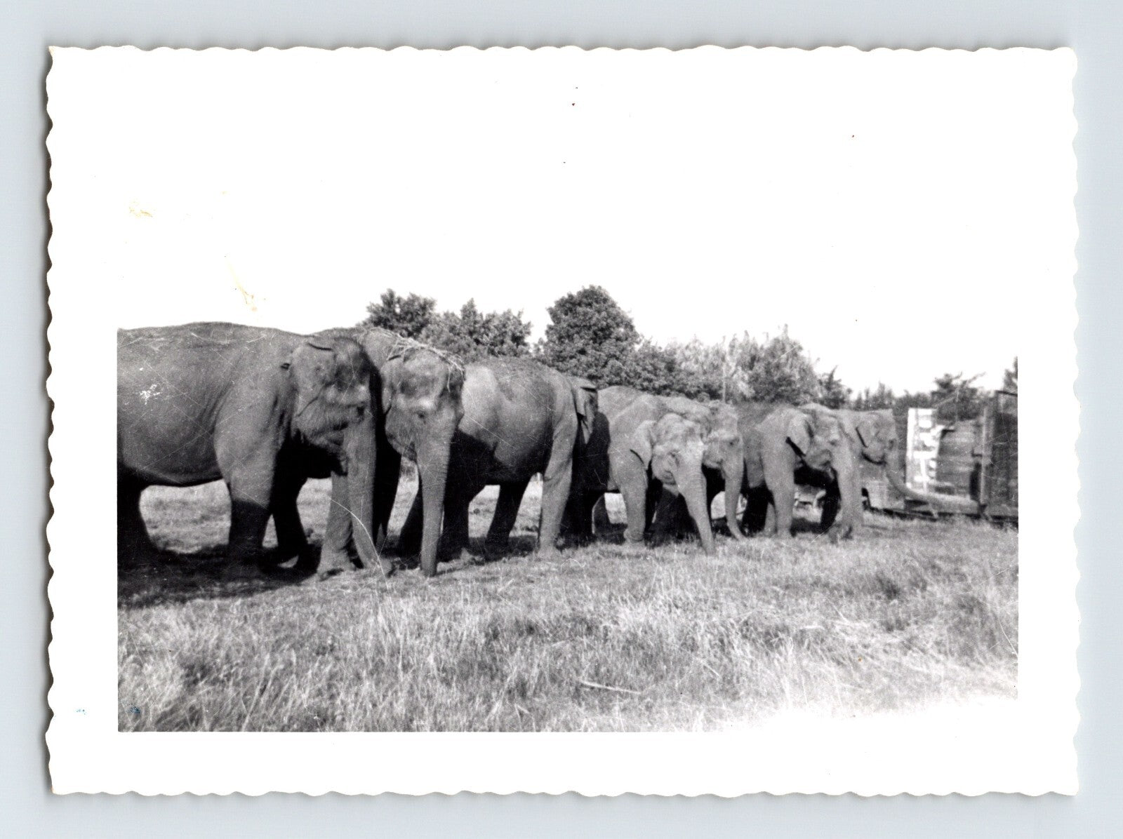 Kelly Miller Circus elephant herd lineup 1953 circus photo