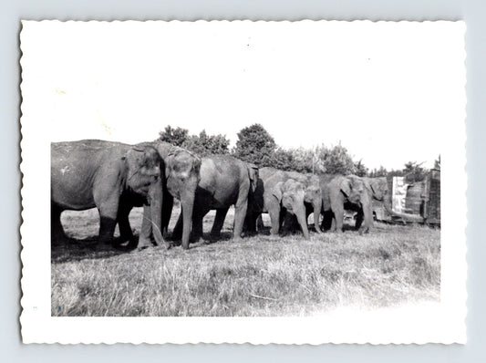 Kelly Miller Circus elephant herd lineup 1953 circus photo