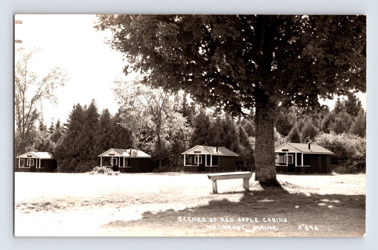 Macwahoc Maine Red Apple Cabins 1940s RPPC showing roadside tourist cabins and shade tree