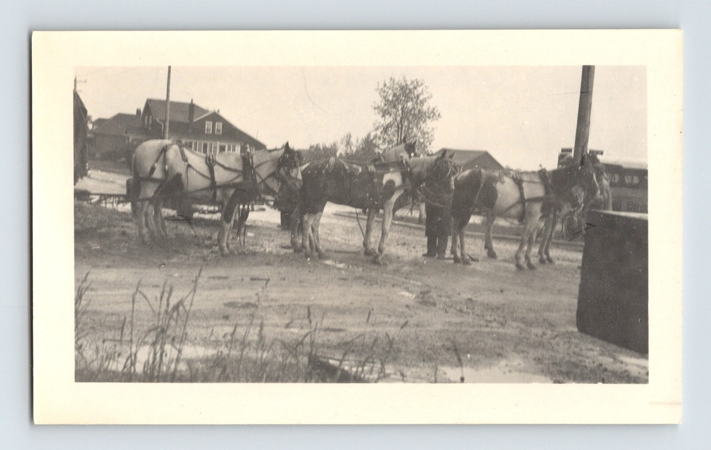 King Cristiani Circus 1953 photo draft horses harness team St Thomas Ontario