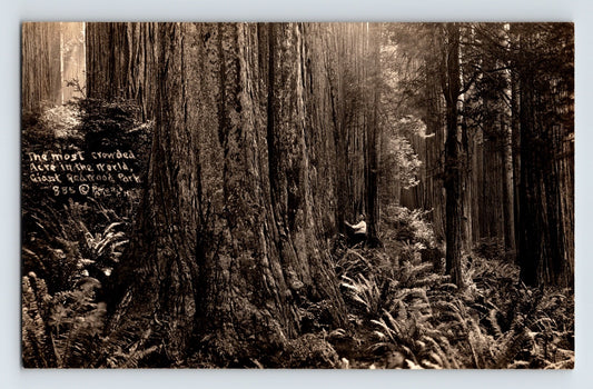 Redwood Highway California giant redwood trees forest man for scale 1930s photo postcard