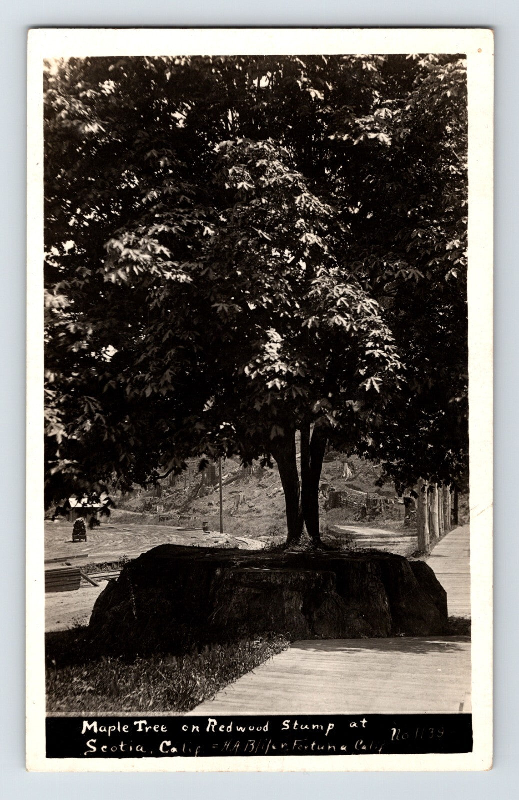 Scotia California maple tree growing from redwood stump RPPC 1910s AZO