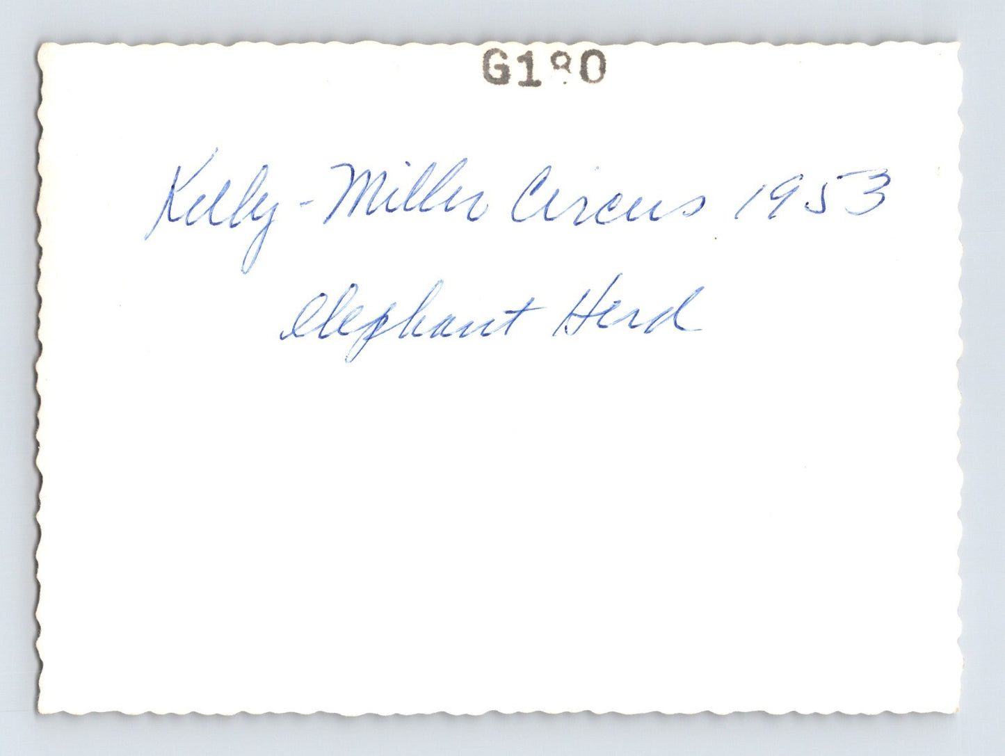 Kelly Miller Circus 1953 Photo Elephant Herd 3.5 x 4.5