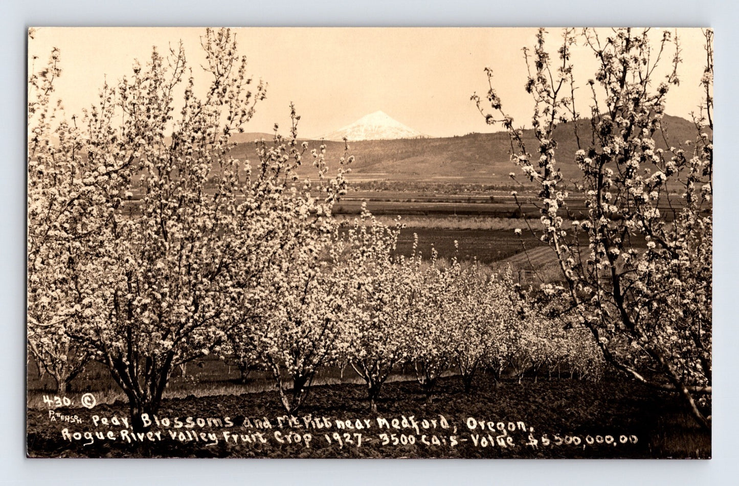 Medford Oregon pear orchard blossoms Mount Pitt Rogue River Valley 1927 photo