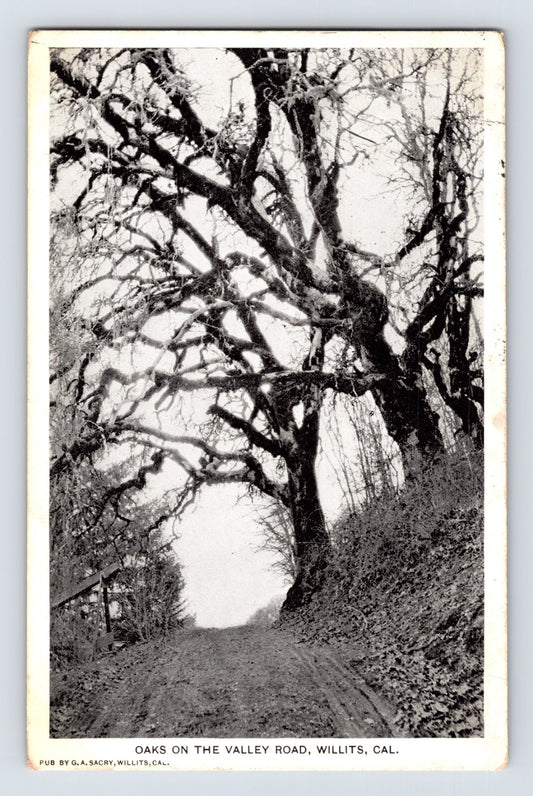 Willits California Valley Road oak trees rural dirt road landscape 1908 postcard