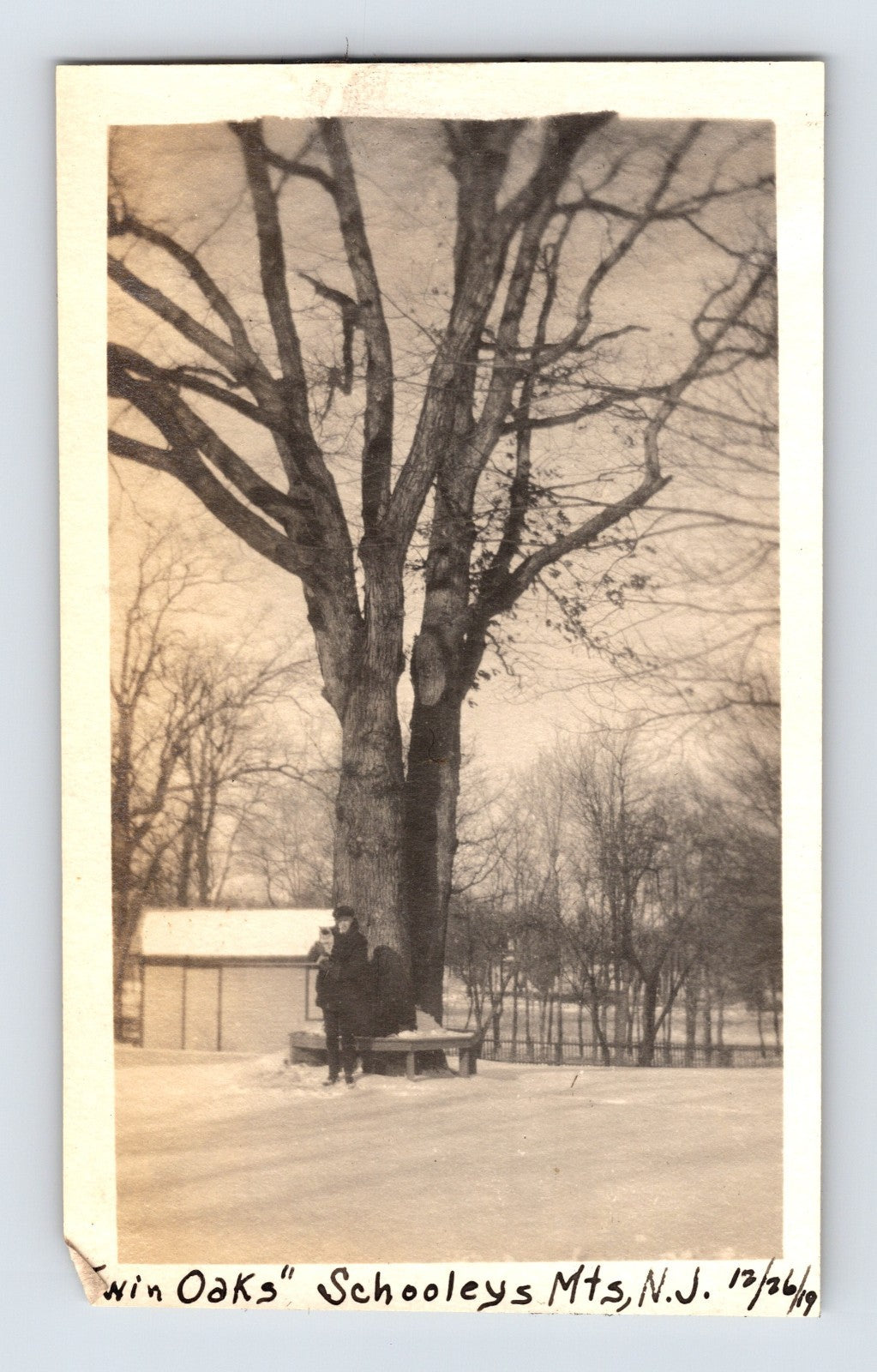 Vintage sepia-toned photograph of a large tree with a person sitting on a bench underneath, labeled 'Win Oaks Schooley's Mt., N.