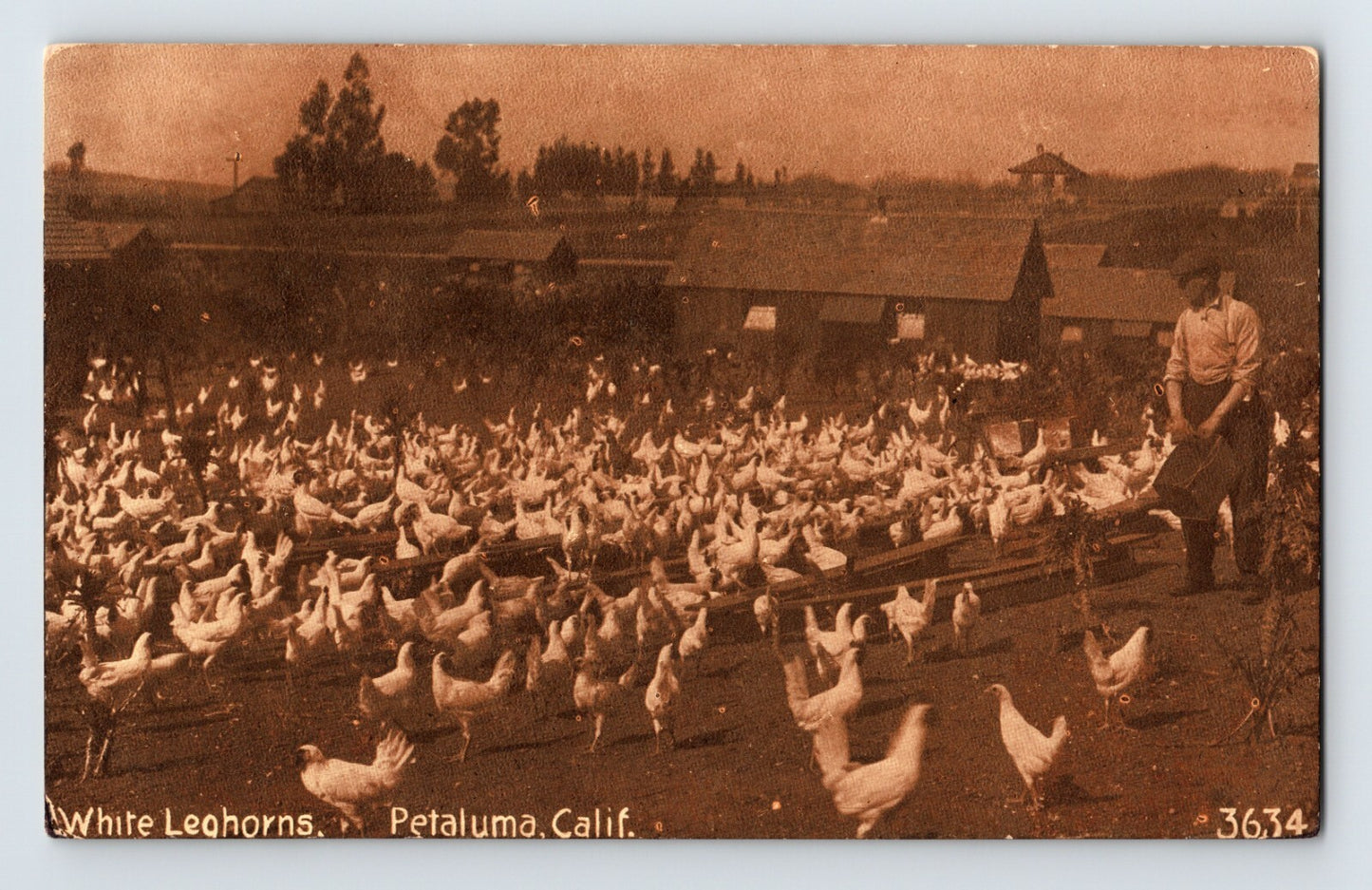 White Leghorn chickens Petaluma California poultry farm with man feeding flock early twentieth century postcard