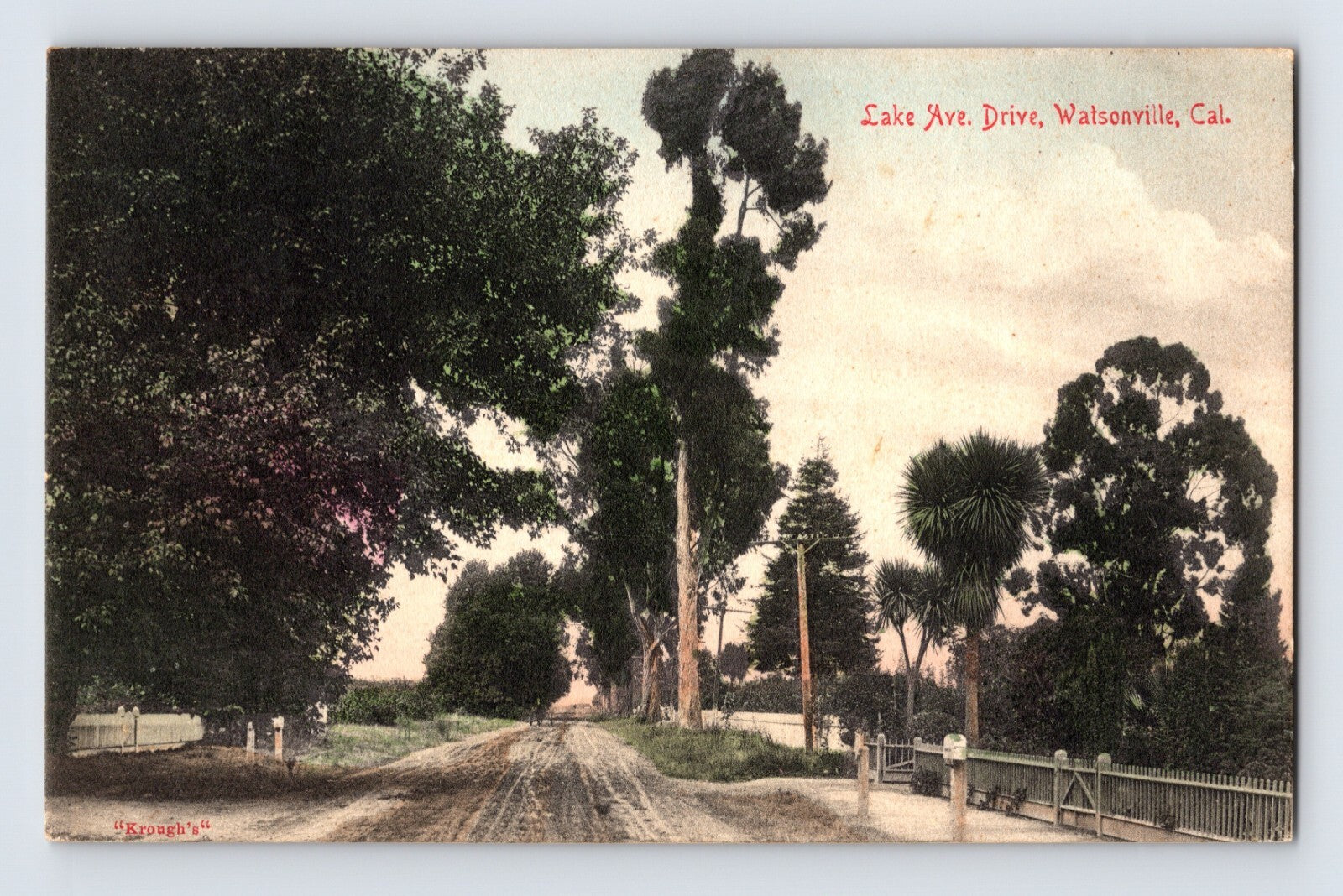 Watsonville California Lake Avenue Drive tree lined road rural scene postcard