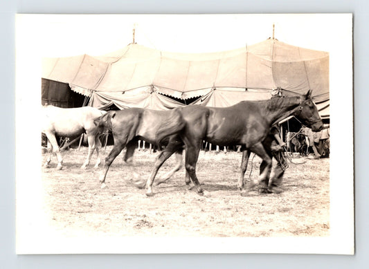 Cole Brothers Circus horses walking in line near large tent 1944 Grand Island Nebraska vintage photograph