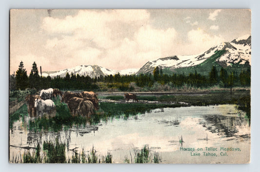 Lake Tahoe California Tallac Meadows Horses Mountain Landscape 1910s Postcard