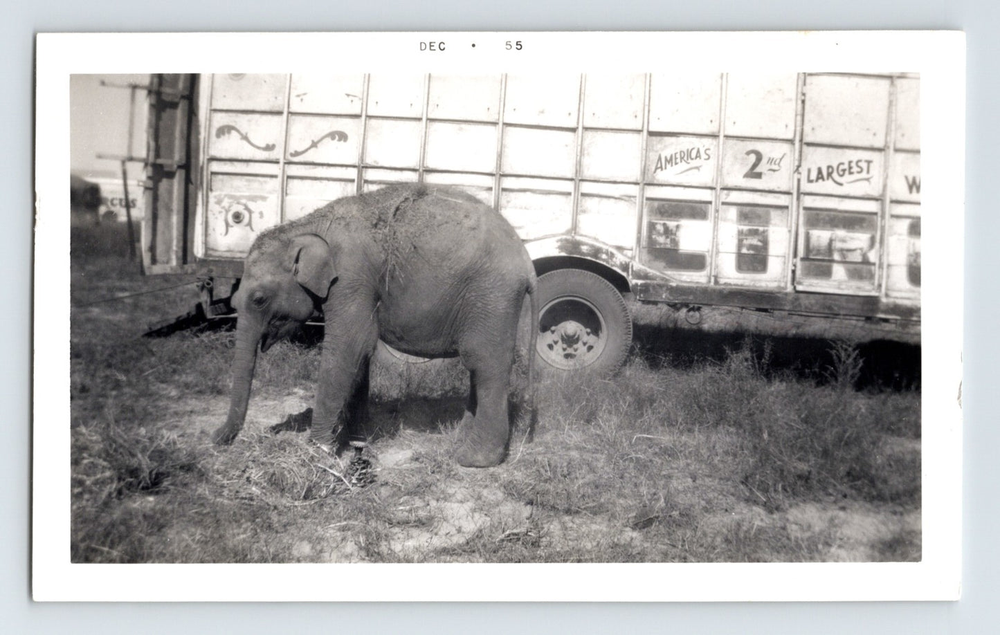 Kelly Miller Circus 1955 Photo Baby Elephant Winnsboro Texas