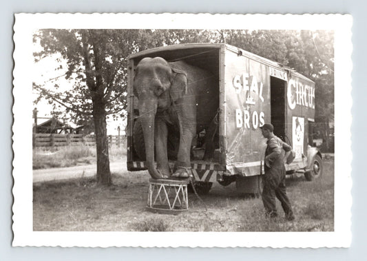 Seal Bros Circus 1949 Photo Elephant Unloading Truck 5 x 3.5