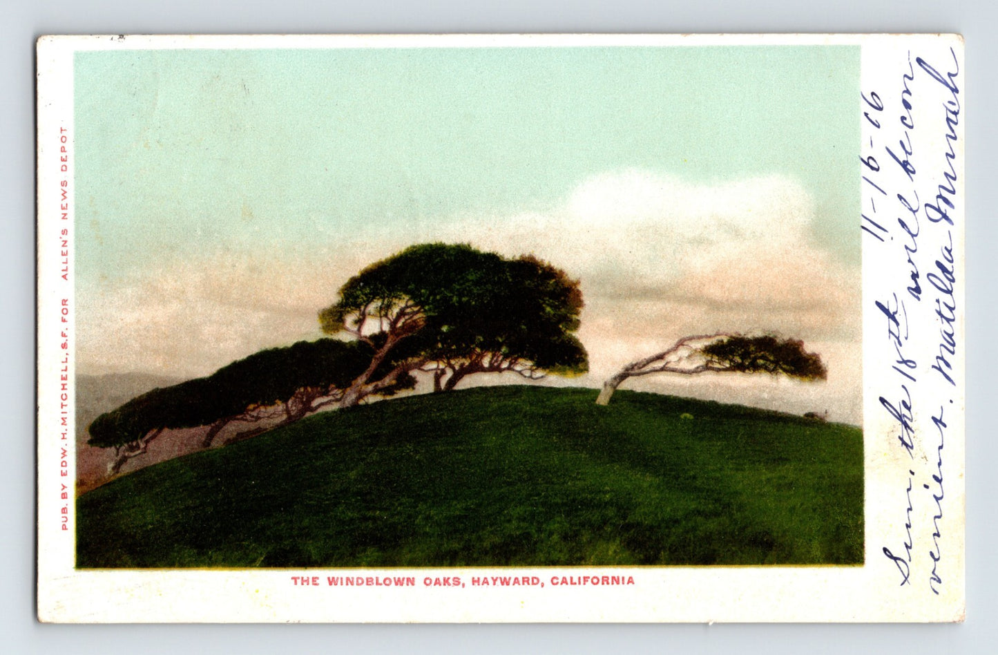 Hayward California windblown oak trees on grassy hill early scenic postcard with leaning trees coastal style landscape