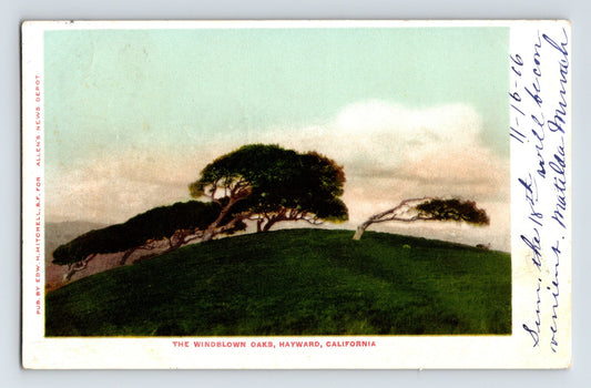 Hayward California windblown oak trees on grassy hill early scenic postcard with leaning trees coastal style landscape