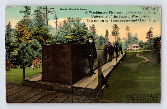 Seattle Washington Giant Fir Forestry Timber 1910s Postcard Unposted Undivided