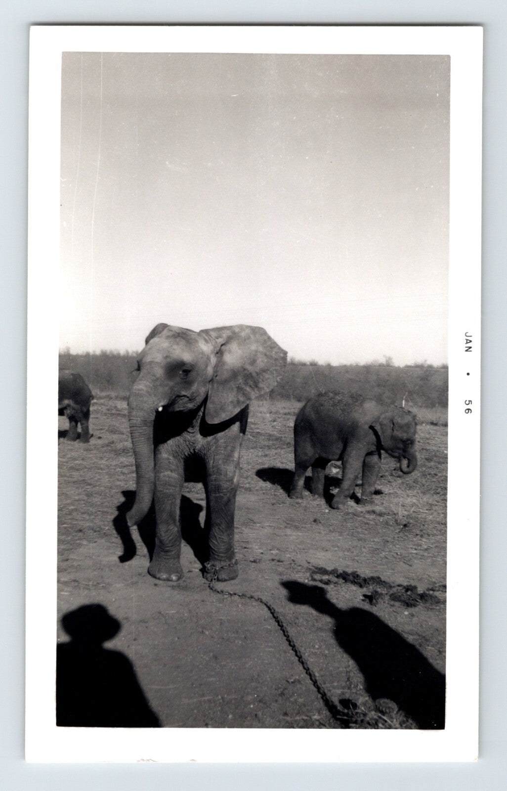 1956 photo of baby elephants with Kelly Miller Circus in Hugo Oklahoma showing young elephants standing in open field with handlers nearby