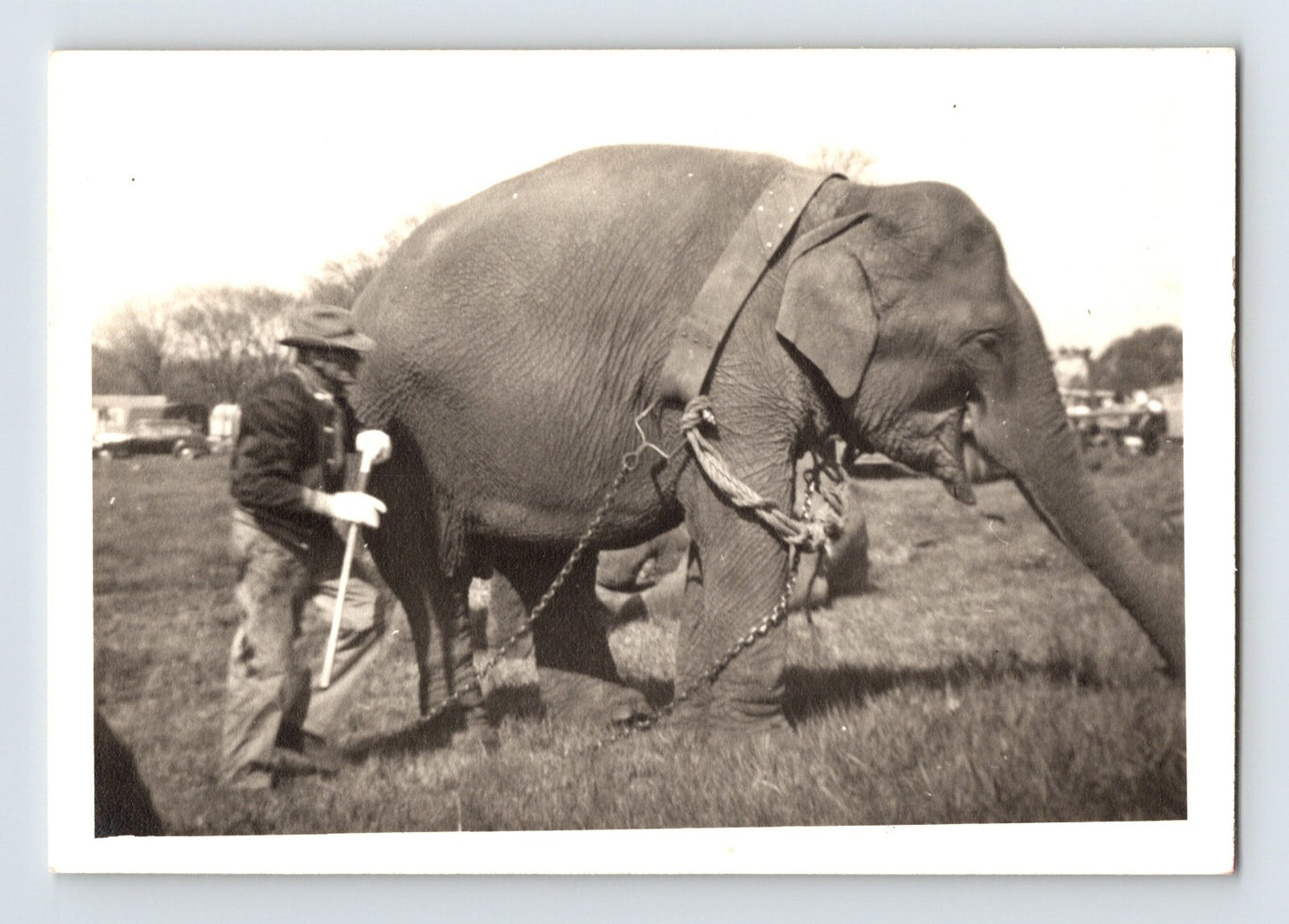 King Cristiani Circus elephant with trainer walking across grassy lot 1947 circus photo