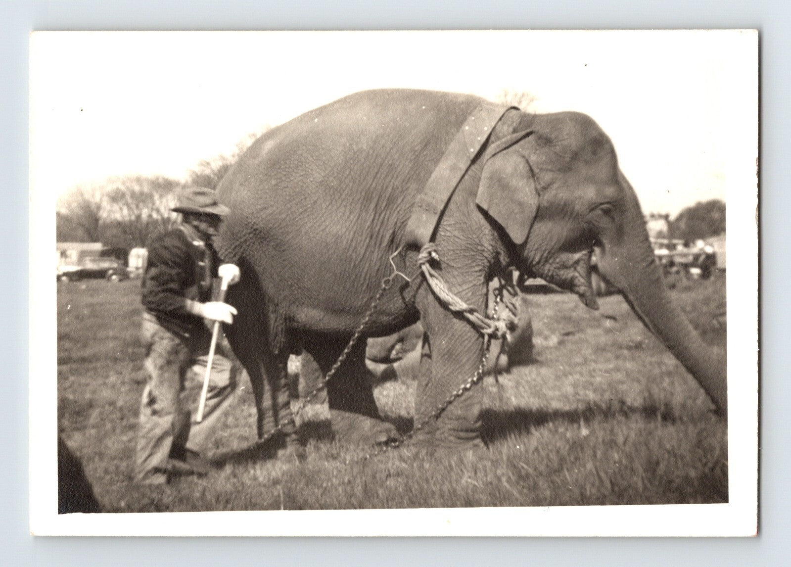 King Cristiani Circus elephant with trainer walking across grassy lot 1947 circus photo