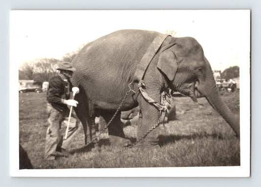 King Cristiani Circus elephant with trainer walking across grassy lot 1947 circus photo