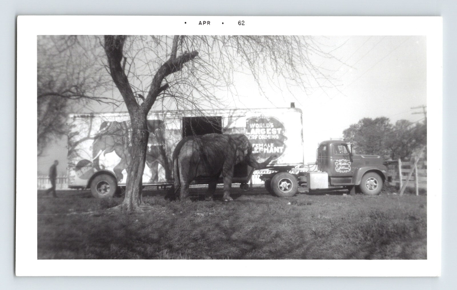 Miller Fairyland Circus elephant beside truck trailer roadside April 1962 photograph