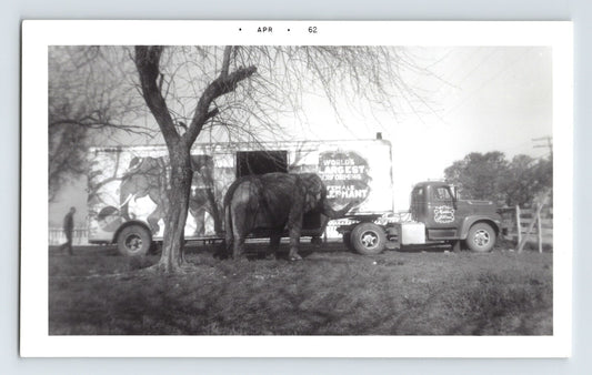 Miller Fairyland Circus elephant beside truck trailer roadside April 1962 photograph