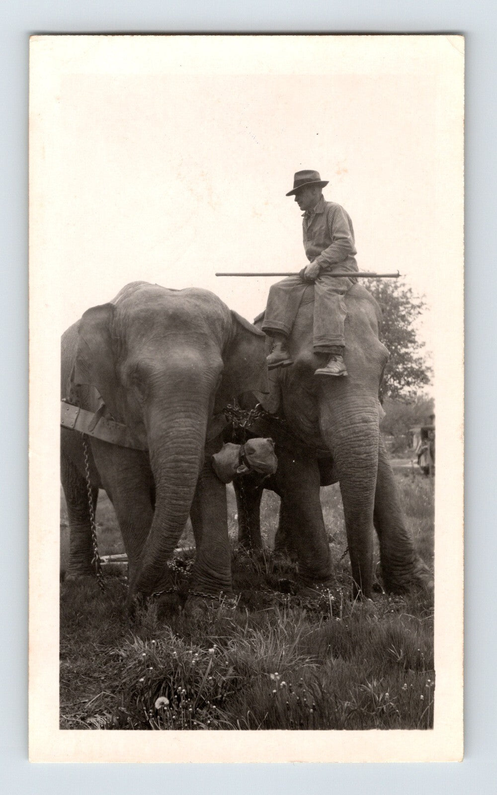 Cole Bros Circus 1945 elephant trainer riding elephant Kokomo Indiana vintage circus photo