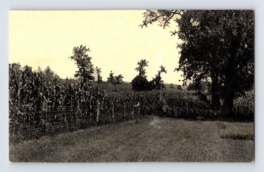Versailles Kentucky Tamworth Hog Farm 1940s Postcard Unposted