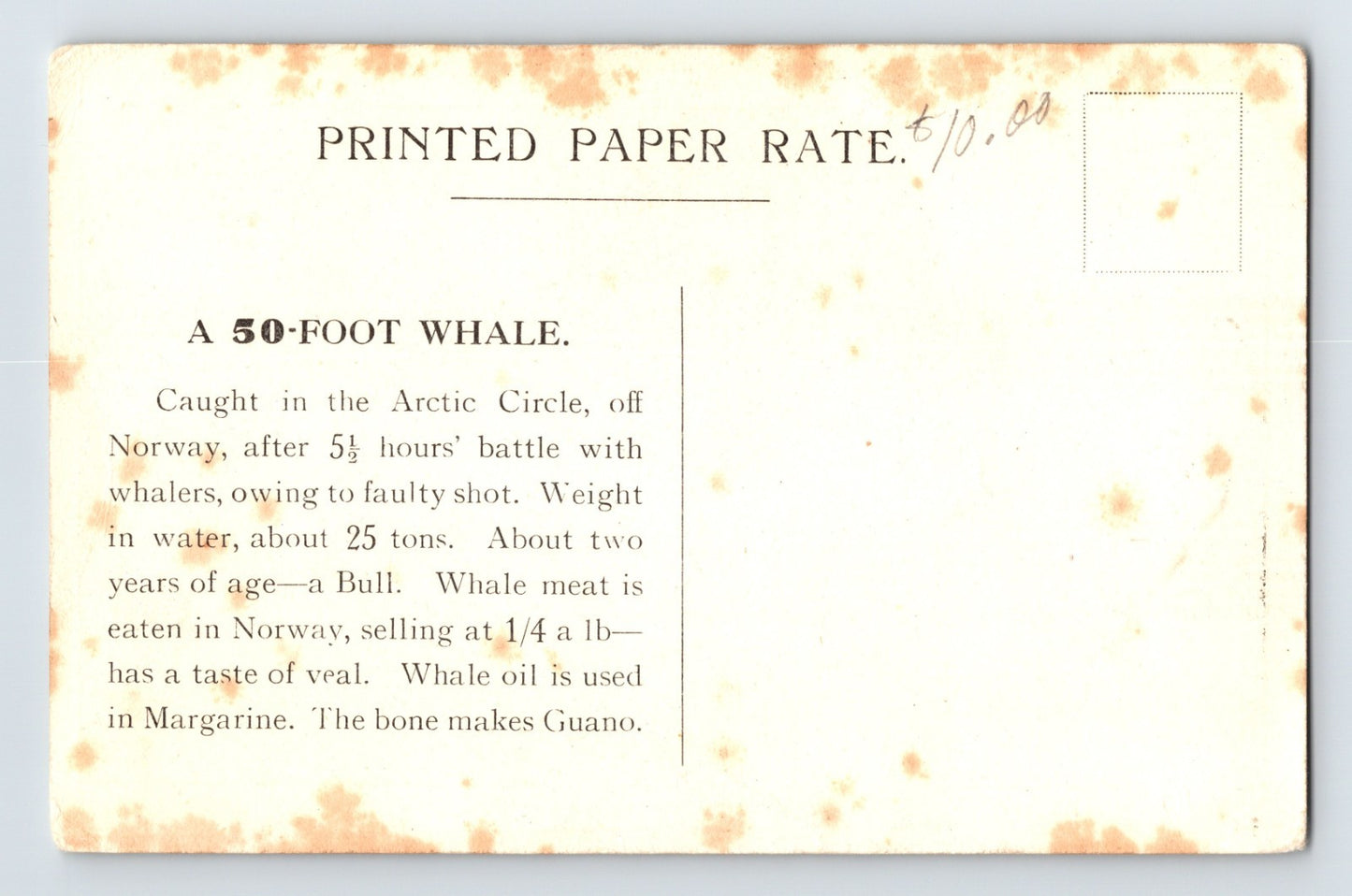 United Kingdom Whaling 50 Foot Whale Arctic Circle Norway Postcard