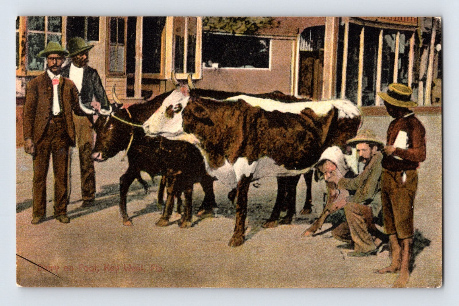 Colorized view of dairy cow and cattle handlers in Key West Florida street scene 1910s postcard