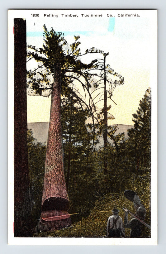 Mariposa California falling timber logging scene workers large tree 1910s postcard
