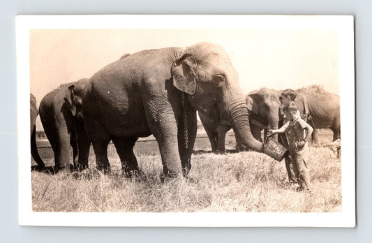 Cole Bros Circus elephant Big Babe feeding handler 1945 vintage photo