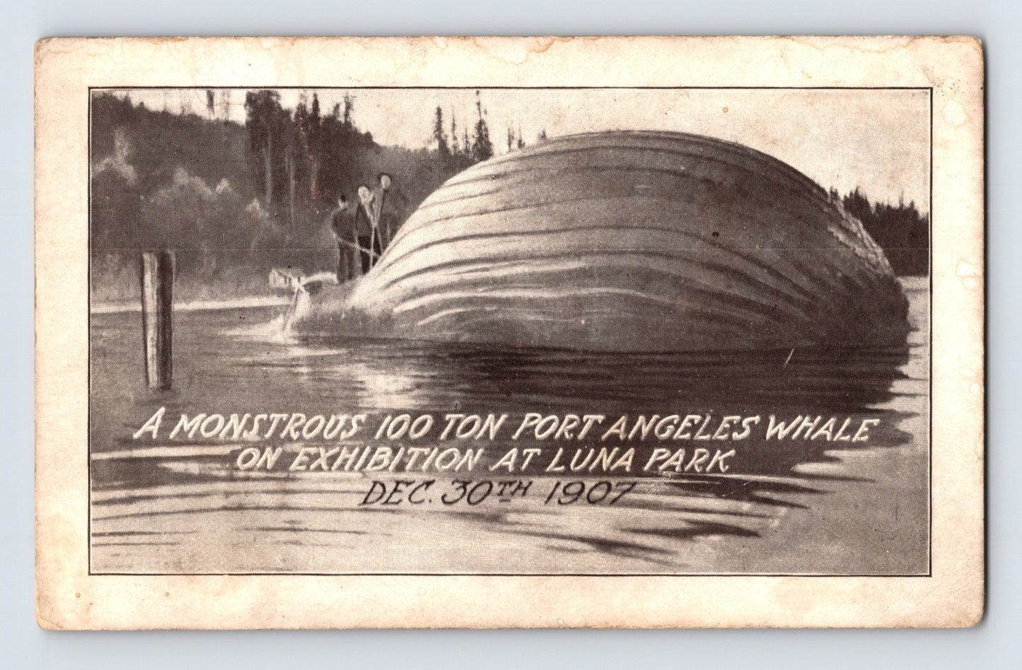Monstrous 100 ton Port Angeles whale on exhibition at Luna Park 1907 whaling display postcard with ribbed whale body and men for scale