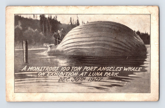 Monstrous 100 ton Port Angeles whale on exhibition at Luna Park 1907 whaling display postcard with ribbed whale body and men for scale