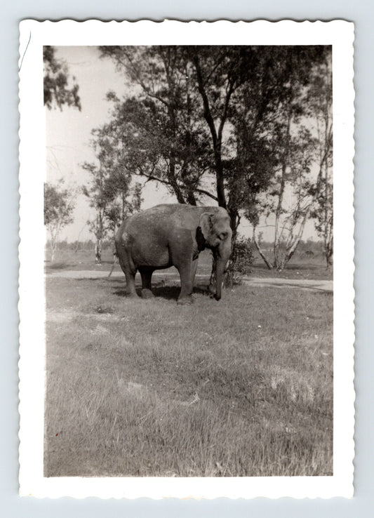 1950 circus elephant standing near trees candid snapshot Seal Bros Circus