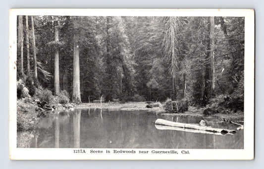 Guerneville California redwoods postcard showing calm forest lagoon with fallen log reflections and towering redwood trees surrounding the waterway.