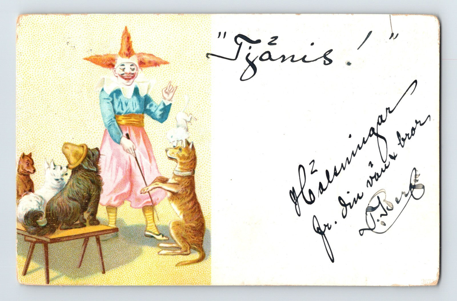 1907 Swedish postcard with clown dog trainer and performing dogs undivided back posted